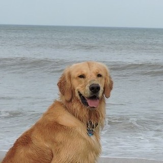 Theo, Chief Executive Officer